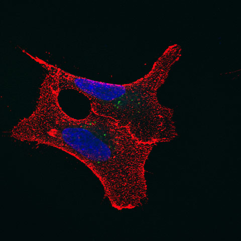 british heart foundation: Dr Renata Gomes, Ana Lima, and Dr Ricardo Neves University of Oxford
