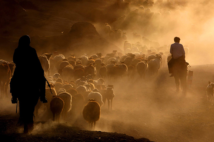 24 hours in pictures: seasonal livestock migration in xinjiang