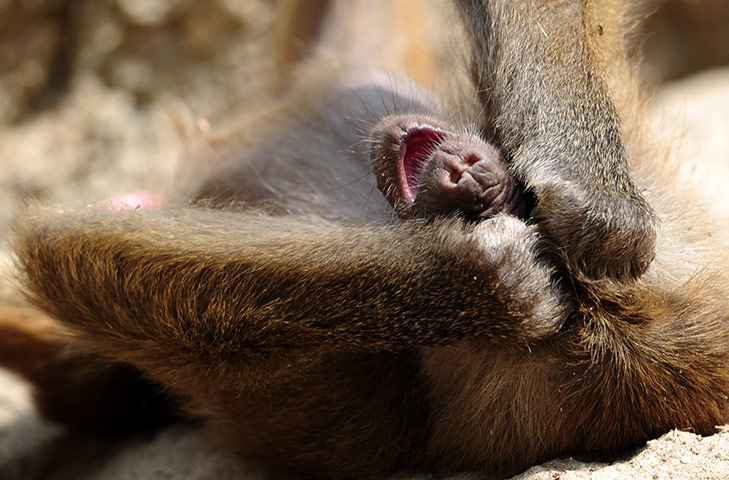 24 hours in pictures: Berlin, Germany: A baboon yawns in its enclosure at  the zoo