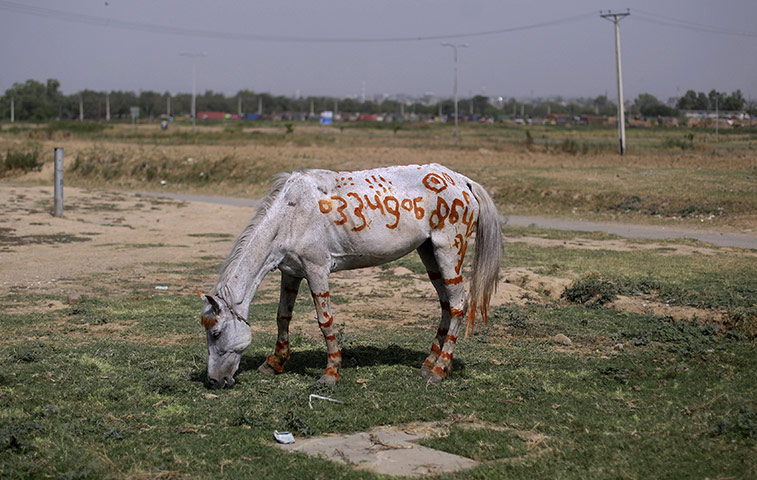 24 hours in pictures: Islamabad, Pakistan: A horse with a mobile number painted on it