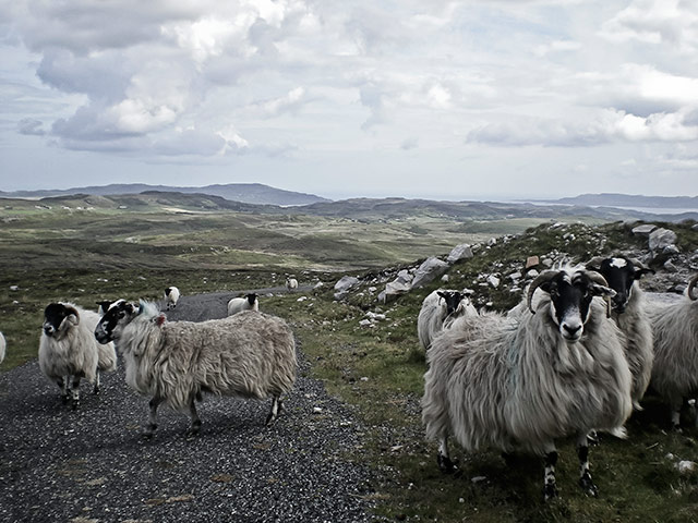 in pictures: rugged: sheep