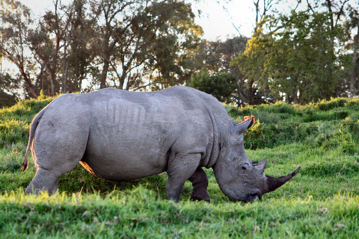 in pictures: rugged: rhino
