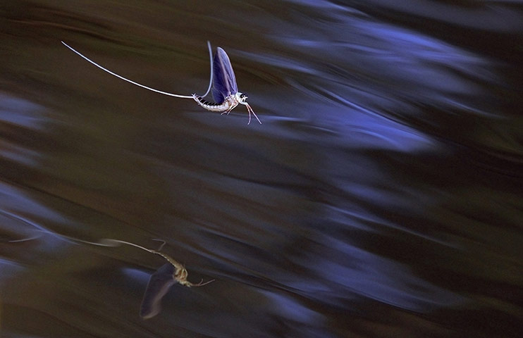 mayflies: Long-tailed mayfly mate on the surface of the Tisza river near Tiszakurt