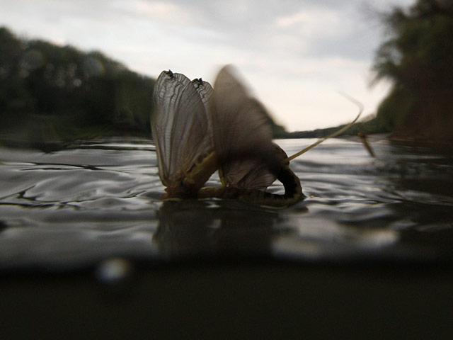 mayflies: mayflies mate on the surface of the Tisza river near Tiszakurt