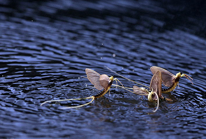 mayflies: mayflies