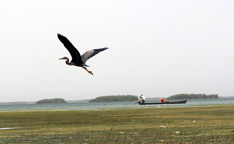 Week in wildlife: A crane flies past an Iraqi fisherman