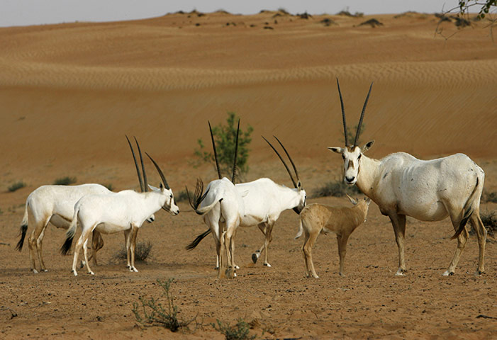 Week in wildlife: Arabian Oryx walk in Al Maha Desert Resort and Spa in Dubai