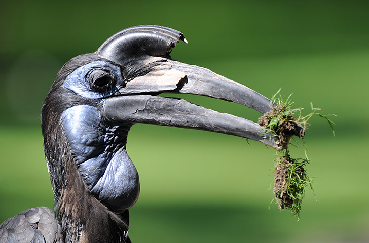 Week in wildlife: A ground hornbill is pictured at the Hellabrunn zoo