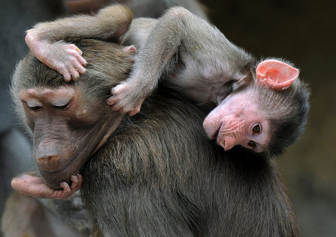 Week in wildlife: A baby baboon plays with an adult one at the Hellabrunn zoo in Munich