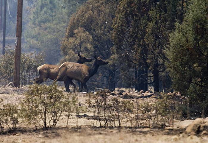 Week in wildlife: Elks run into the woods of the Wallow Wildfire outside Alpine, Arizona