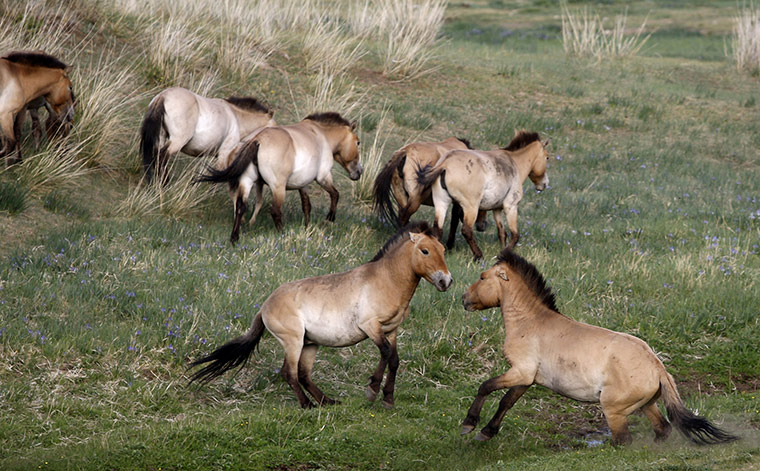 Week in wildlife: Przewalski horses play in the Hustai Nuruu National Park of Mongolia.
