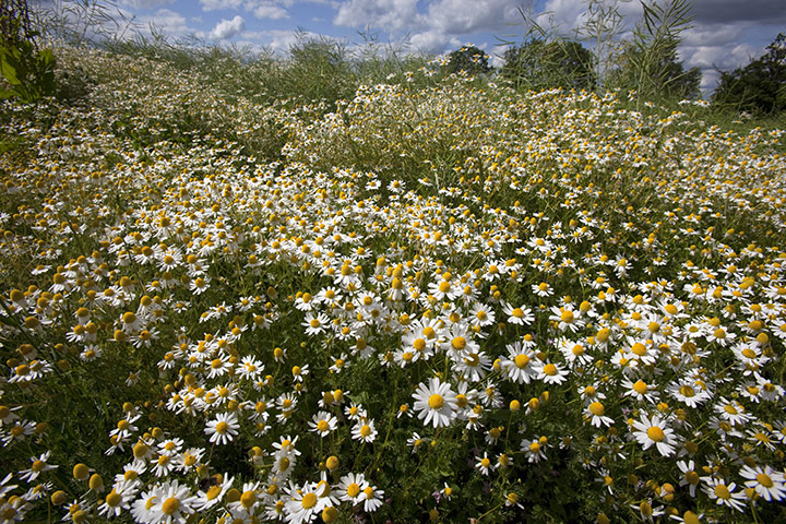 Week in wildlife: wild flowers , Scentless Mayweed.
