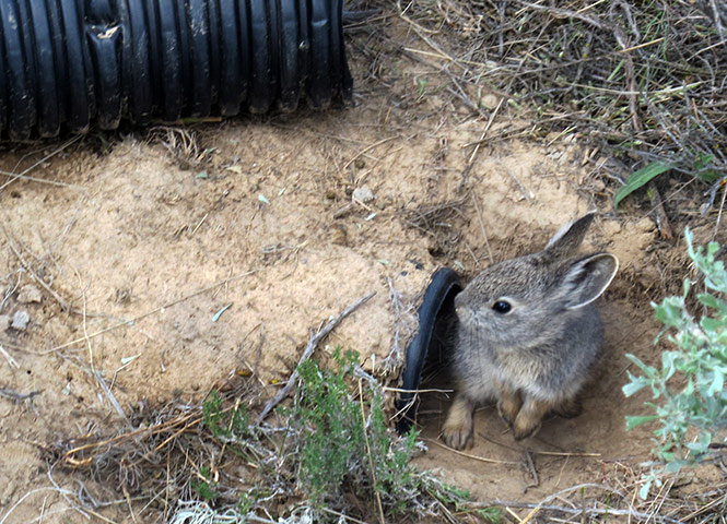 Week in wildlife: an endangered Columbia Basin pygmy rabbit