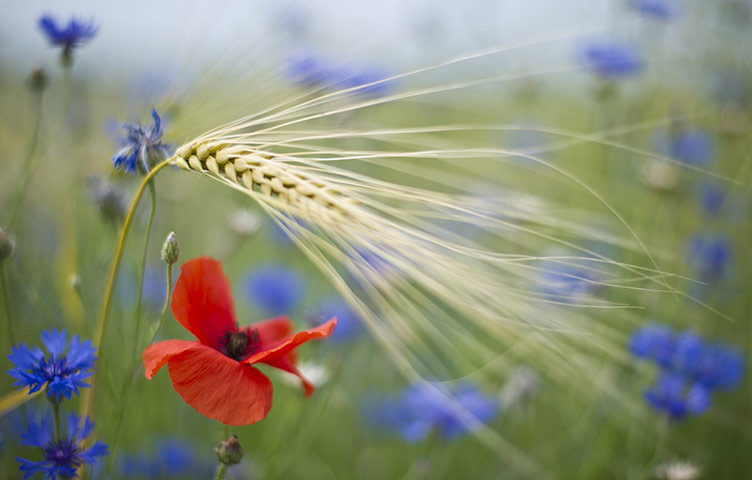 Week in wildlife: A corn poppy, corn flowers and a halm of barley