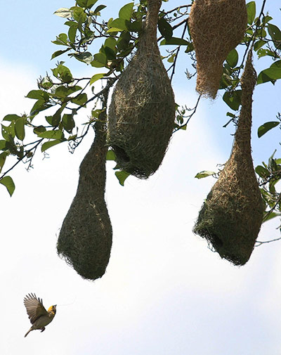 Week in wildlife: A tailor bird (Orthotomus) 