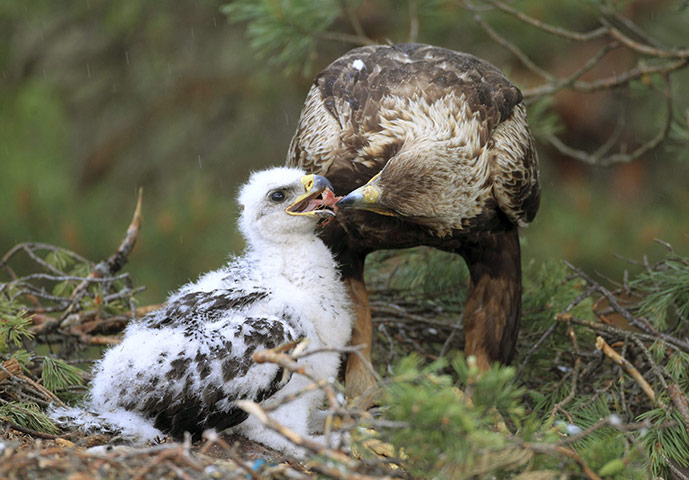 Week in wildlife: A golden eagle feeds its chick 