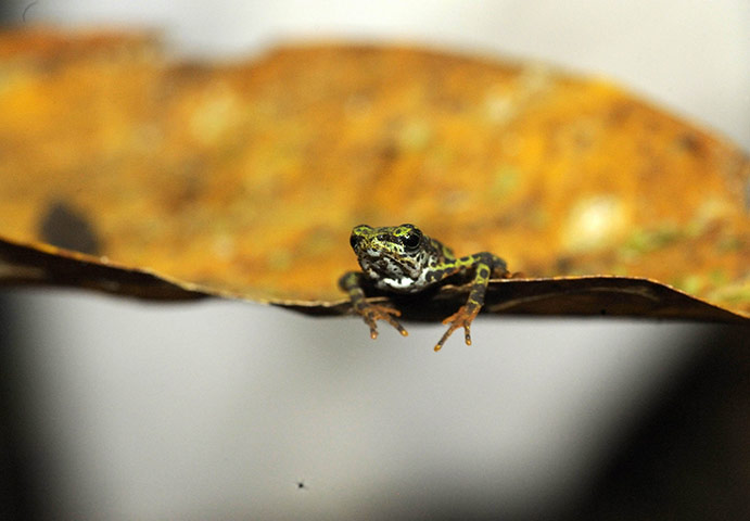 Week in wildlife: PANAMA FROGS