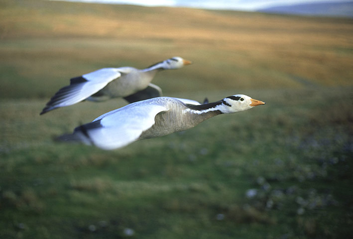 week in wildlife: bar-headed geese