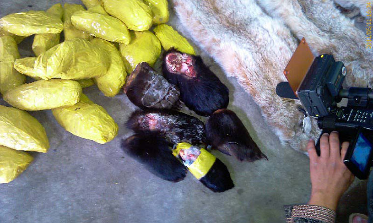 Week in wildlife: bear paws sniffed out in Russia