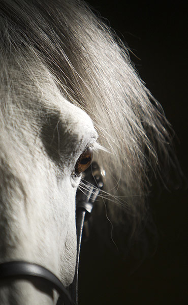 24 hours in pictures: Caspian miniature horse