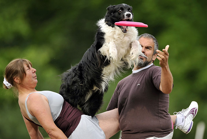 Disc Dog Championship: Disc Dog Championship