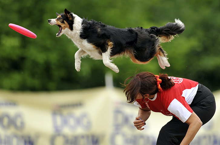Disc Dog Championship: Disc Dog Championship