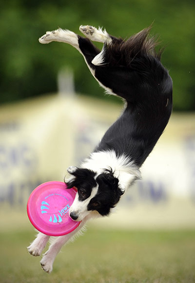 Disc Dog Championship: Disc Dog Championship