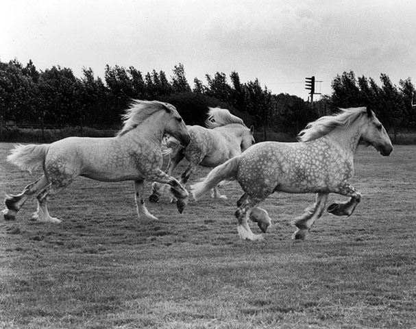 E Hamilton West: Shire Horses at Paddock Wood
