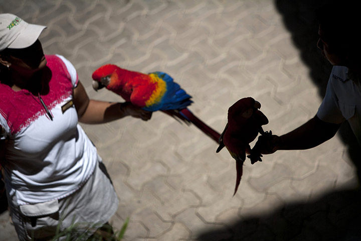 24 hours in pictures: Scarlet Macaws in Playa del Carmen