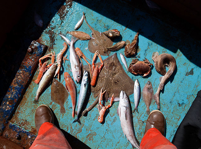 OCEAN2012: European Fish Week Photo Exhibition at London Zoo