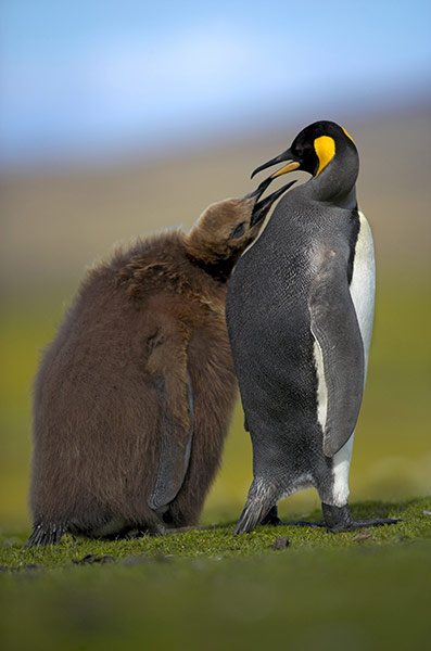 King Penguin Colony: King Penguin colony in South Georgia