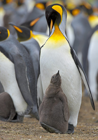 King Penguin Colony: King Penguin colony in South Georgia