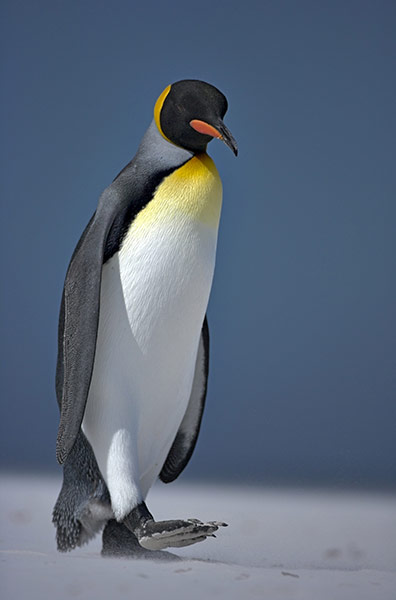 King Penguin Colony: King Penguin colony on South Georgia