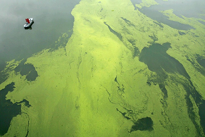 Floods in China: Algae floats in the Hanjiang river