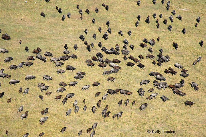 okavango :  Okavango aerial survey