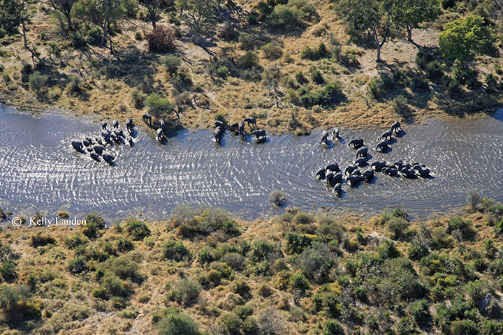 okavango : Okavango aerial survey