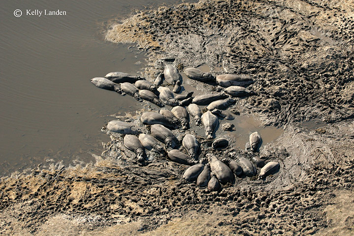 okavango : Okavango aerial survey