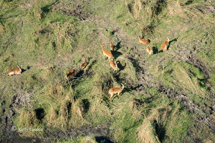 okavango : Okavango aerial survey