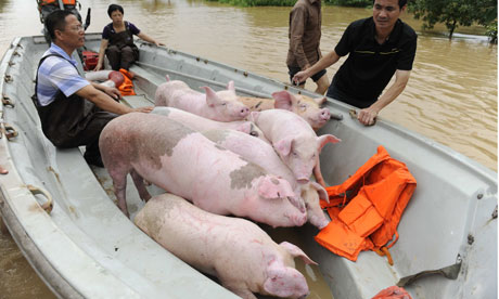 chinese-farmers-rescue-pi-006.jpg