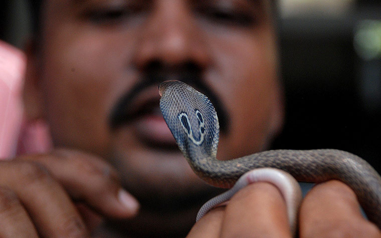 24 hours in pictures: A snake handler in Bhubaneswar, India