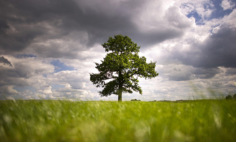24 hours in pictures: A tree stands in a field in Germany