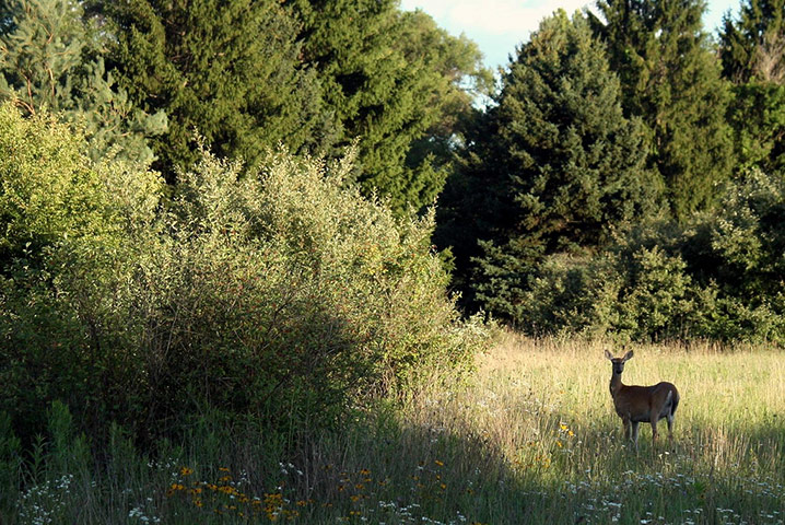 Value of Nature: Flickr group