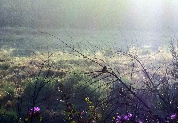 Value of Nature: Flickr group