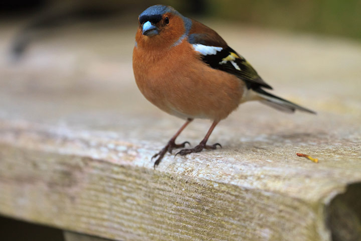 Value of Nature: Flickr group