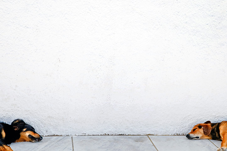 In pictures: hot: dogs