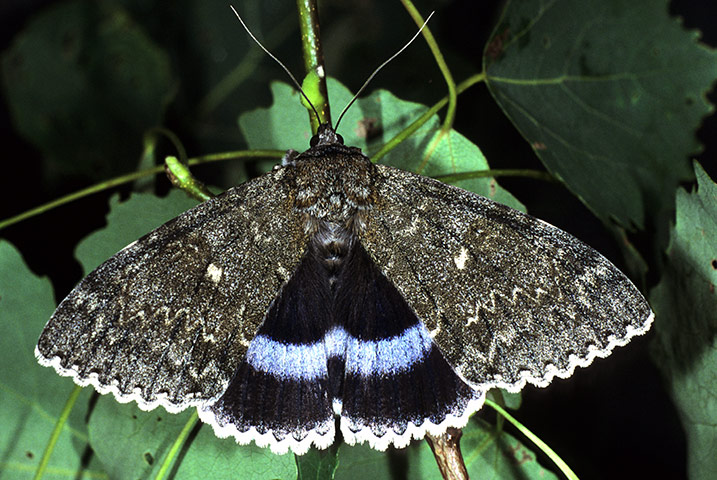 Top 10 moths: Clifden Nonpareil