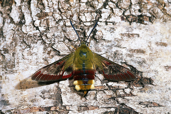 Top 10 moths: Hummingbird Hawk