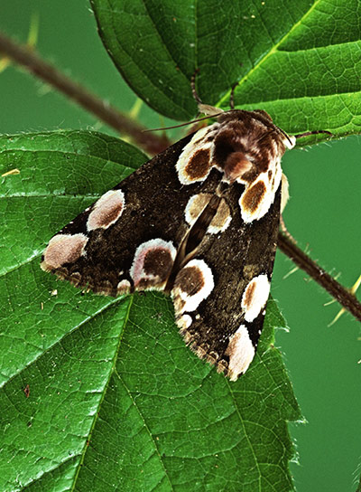 Top 10 moths: Peach Blossom moth Thyatira batis