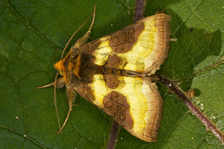 Top 10 moths: Burnished Brass