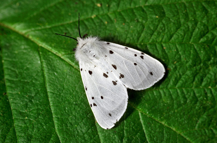 Top 10 moths: White Ermine